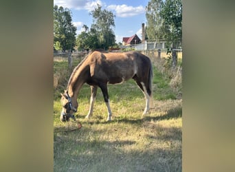 Welsh-B, Castrone, 6 Anni, 130 cm, Pelle di daino