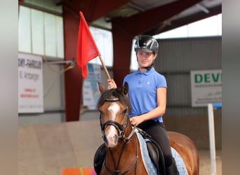 Welsh-B, Castrone, 6 Anni, 135 cm, Baio