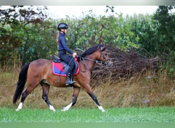 Welsh-B, Castrone, 6 Anni, 135 cm, Baio