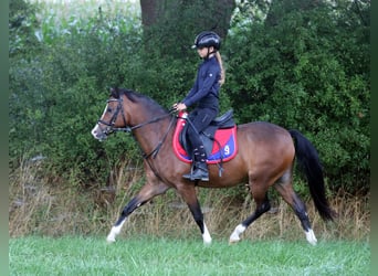 Welsh-B, Castrone, 6 Anni, 135 cm, Baio