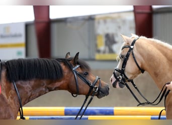 Welsh-B, Castrone, 6 Anni, 135 cm, Baio