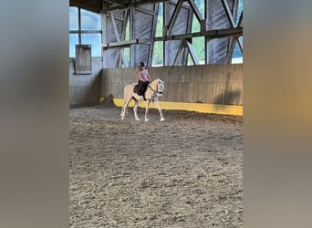 Welsh-B, Castrone, 6 Anni, 135 cm, Cremello