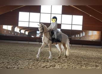 Welsh-B, Castrone, 6 Anni, 135 cm, Cremello