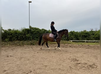 Welsh-B, Castrone, 7 Anni, 133 cm, Baio