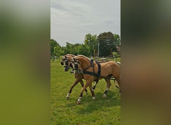 Welsh-B, Castrone, 7 Anni, 136 cm, Palomino