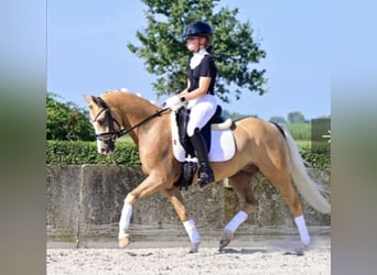 Welsh-B, Castrone, 7 Anni, 136 cm, Palomino
