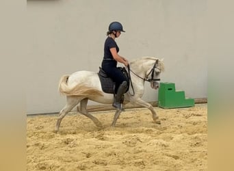 Welsh-B, Castrone, 8 Anni, 130 cm, Grigio