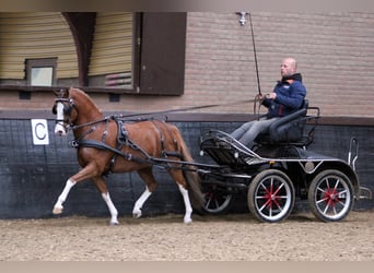 Welsh-B, Castrone, 9 Anni, 127 cm, Sauro