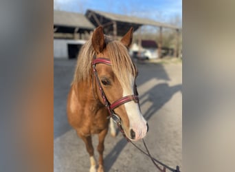Welsh-B, Castrone, 9 Anni, 131 cm, Sauro