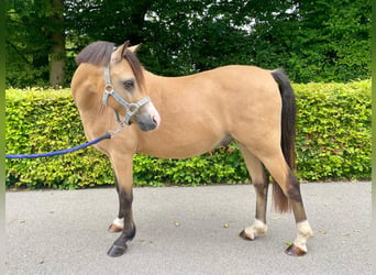 Welsh-B, Castrone, 9 Anni, 133 cm, Pelle di daino