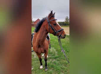 Welsh-B Mix, Castrone, 9 Anni, 138 cm, Baio