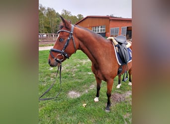 Welsh-B Mix, Castrone, 9 Anni, 138 cm, Baio