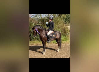 Welsh B, Étalon, 10 Ans, 136 cm, Alezan brûlé