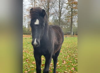 Welsh B, Étalon, 1 Année, 135 cm, Noir