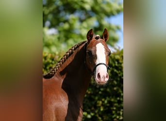Welsh B, Étalon, 1 Année, Alezan