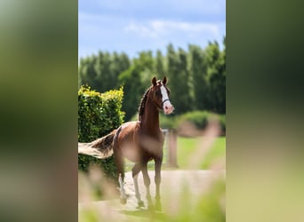 Welsh B, Étalon, 1 Année, Alezan