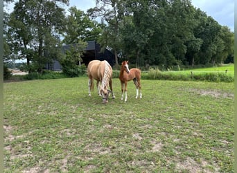 Welsh B, Étalon, 1 Année, Alezan