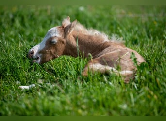 Welsh B, Étalon, 1 Année, Peut devenir gris