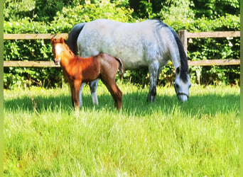 Welsh B, Étalon, 1 Année, Rouan Bleu