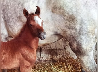 Welsh B, Étalon, 1 Année, Rouan Bleu