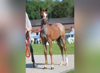 Welsh B, Étalon, 1 Année, Rouan Bleu