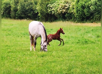 Welsh B, Étalon, 1 Année, Rouan Bleu