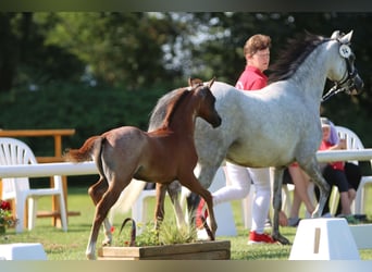 Welsh B, Étalon, 1 Année, Rouan Bleu