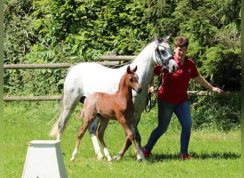 Welsh B, Étalon, 1 Année, Rouan Bleu