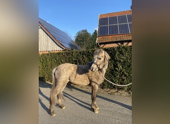 Welsh B, Étalon, 2 Ans, 120 cm, Palomino