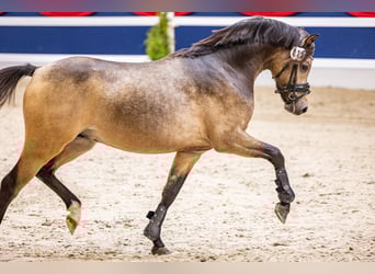 Welsh B, Étalon, 2 Ans, 128 cm, Buckskin
