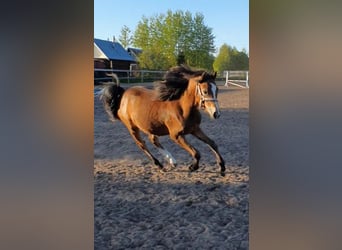 Welsh B, Étalon, 2 Ans, 168 cm, Gris (bai-dun)