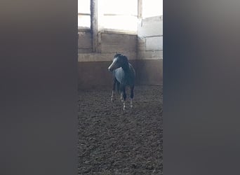 Welsh B, Étalon, 3 Ans, 125 cm, Gris pommelé