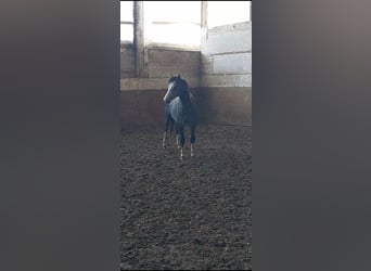 Welsh B, Étalon, 3 Ans, 125 cm, Gris pommelé