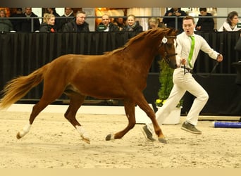 Welsh B, Étalon, 3 Ans, 132 cm, Alezan