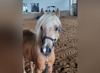 Welsh B, Étalon, 4 Ans, 127 cm, Palomino