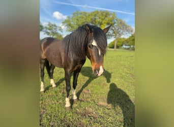 Welsh B, Étalon, 4 Ans, 130 cm