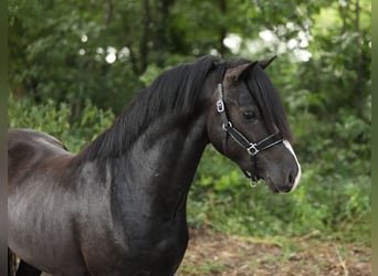 Welsh B Croisé, Étalon, 4 Ans, 130 cm, Noir