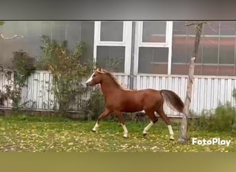 Welsh B, Étalon, 4 Ans, 134 cm, Alezan brûlé