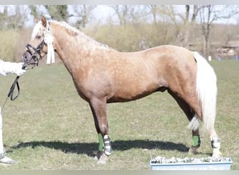Welsh B, Étalon, 4 Ans, 135 cm, Palomino