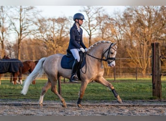Welsh B, Étalon, 4 Ans, 135 cm, Palomino