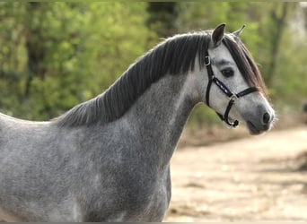 Welsh B, Étalon, 5 Ans, 124 cm, Gris