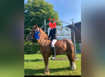 Welsh B, Gelding, 10 years, 12,2 hh, Chestnut-Red