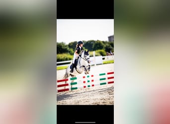 Welsh B, Gelding, 10 years, 12,2 hh, Gray