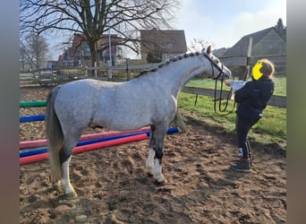 Welsh B, Gelding, 10 years, 12.3 hh, Grey-Dapple Welsh B, Gelding, 10 years, 12.3 hh, Grey-Dapple