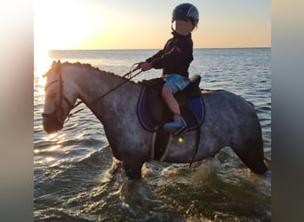 Welsh B, Gelding, 10 years, 12.3 hh, Grey-Dapple Welsh B, Gelding, 10 years, 12.3 hh, Grey-Dapple