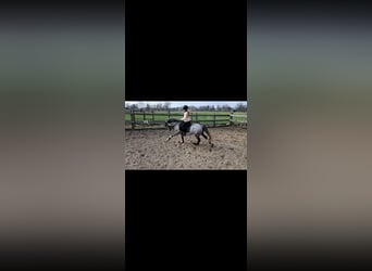 Welsh B, Gelding, 10 years, 12.3 hh, Grey-Dapple Welsh B, Gelding, 10 years, 12.3 hh, Grey-Dapple