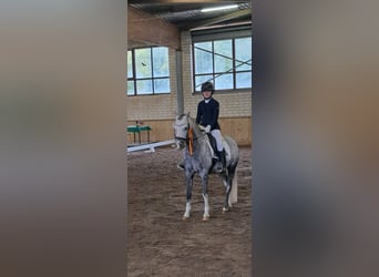 Welsh B, Gelding, 10 years, 12.3 hh, Grey-Dapple Welsh B, Gelding, 10 years, 12.3 hh, Grey-Dapple
