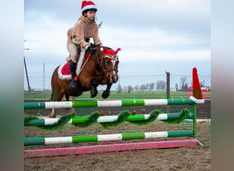 Welsh B, Gelding, 10 years, 12,2 hh, Brown