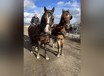 Welsh B, Gelding, 10 years, 12,2 hh, Chestnut-Red