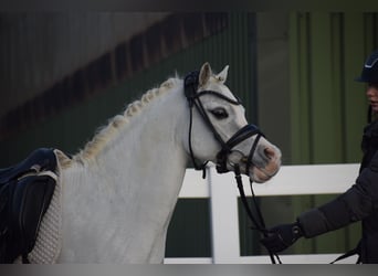 Welsh B, Gelding, 10 years, 12,2 hh